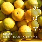 【お得な訳あり】完熟カボス 自然栽培　農薬不使用10キロ 10キロ 大分県宇佐市産 種無しかぼす 【お徳用・訳アリ品】仕様 ５kg入 約40～60個 【送料込】 通販