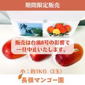 約1kg（3玉）　沖縄県産完熟マンゴー　アップルマンゴー 1KG 果物や野菜などのお取り寄せ宅配食材通販産地直送アウル