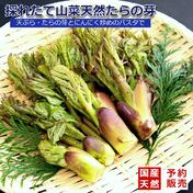 採れたて山菜天然たらの芽 500g天ぷら・パスタ等で《予約受付》 5００ｇ 果物や野菜などのお取り寄せ宅配食材通販産地直送アウル