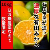 濃くて甘くて安心で安い！有田みかん 極早生 10kg 少農薬 10kg 小玉の有田みかん【天使のみかん】 甘すぎるとリピ続出！5kg 通販