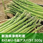 新潟県津南町産　アスパラ　B品　1.500g 1.500g 検索結果: (生産地: 新潟県) 通販