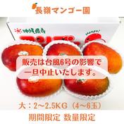 2～2.5KG（4~6玉）沖縄県産完熟マンゴー　アップルマンゴー 2～2.5KG 家庭用　アップルマンゴー　約5キロ　加工用　アーウィン　マンゴー 通販