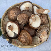 【原木栽培】たっぷりサイズ1.8kg  生しいたけ 椎茸 約1.8kg 猪伏きのこさんがコミュニティ向けに「お求めやすい9...」投稿しました 通販
