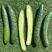 野菜 きゅうり の食材一覧 公式 産直アウル Owl 産地直送宅配通販サイト