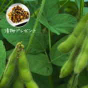 【漬物付き】30名様限定『糸島で大人気の高菜漬け付き』糸島産の農薬不使用枝豆「味風香」250g×4袋（1kg） 枝豆1kg 【特A土壌・風味豊か】福岡県糸島産の特A土壌で育ったやさしい『きな粉』100g 通販