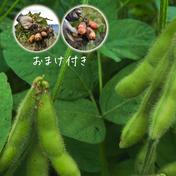 【初出品記念・送料込み】30名様限定『インカのめざめ、ひとみの食べ比べセット付き』糸島産の農薬不使用枝豆「味風香」250g×14袋 枝豆3.5kg 【特A土壌・風味豊か】福岡県糸島産の特A土壌で育ったやさしい『きな粉』100g 通販