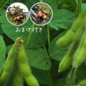 【初出品記念・送料込み】30名様限定『インカのめざめ、ひとみの食べ比べセット付き』糸島産の農薬不使用枝豆「味風香」250g×4袋 1kg 【特A土壌・風味豊か】福岡県糸島産の特A土壌で育ったやさしい『きな粉』100g 通販