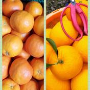 春の柑橘【2種詰め合わせ】3.2kg(箱込) 5kg(箱込) ユキフクさんが 上尚みかん畑🍊 の きよみオレンジ【サイズ混合】5kg(箱込) についてのごちレポ「清見届いたとのこと有り難うございました」を投稿しました 通販