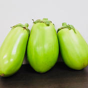 【白丸なす / トロなす】 --- 6個入り 1.2~1.5kg