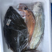 【瀬戸内海】お魚ボックス1.5キロ 鮮魚1.5キロ ご家庭用 フルーツ王国・岡山県産シャインマスカット 2㎏以上（3～4房 化粧箱入り） 通販