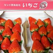 サイズ色々、クール冷蔵便】キンド酵素栽培いちご「さがほのか