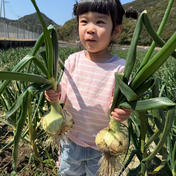 【訳あり】淡路島の新玉ねぎ10kg 訳ありは玉ねぎ40玉前後 千果ミニトマト 通販