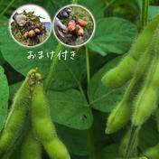 【初出品記念・送料込み】30名様限定『インカのめざめ、ひとみの食べ比べセット付き』糸島産の農薬不使用枝豆「味風香」250g×8袋 枝豆2kg 【特A土壌・風味豊か】福岡県糸島産の特A土壌で育ったやさしい『きな粉』100g 通販