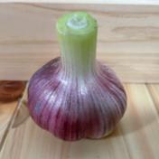 訳あり 無農薬高知県在来種土佐にんにく 野菜 にんにく Owl アウル 農家から直接野菜などの食材を購入できる産地直送の宅配通販サイト