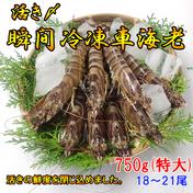 一級品厳選 瞬間冷凍 車海老 1kg 魚介類 エビ Owl アウル 農家から直接野菜などの食材を購入できる産地直送の宅配通販サイト