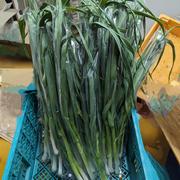 【当日収穫】採れたて新鮮！葉ニンニク 5kg 葉ニンニク ｜ 野菜/その他野菜 産直アウル 農家・漁師など生産者から
