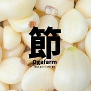 青森県産　超訳ありゴボウ 約1キロ ごぼう【青森県産】1kg 産直野菜① | 野菜/ゴボウ 産直アウル