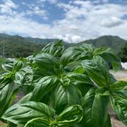 1kg入り フレッシュスイートバジル | 野菜/ハーブ 産直アウル 農家から