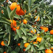 fumi farm（和歌山県・紀美野町）｜生産者詳細｜産直アウル