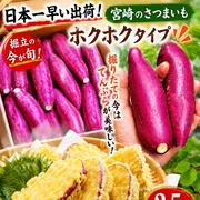 さつまいも様　2分の① 新物宮崎さつまいも2.5kg ｜ 野菜/さつまいも 産直アウル 農家・漁師
