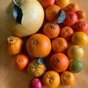 にしだ果樹園の月読み青みかん MサイズBOX【アウルの日】 | 果物/温州