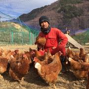 加熱調理用】放し飼いの鶏が産んだ卵40個入り | 卵/鶏卵 産直アウル