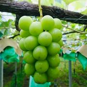 減農薬・有機肥料・除草剤不使用 化粧箱2房入り 約1kg シャイン