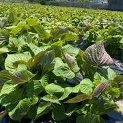 無農薬えごまの葉エゴマの葉1000枚 無農薬えごまの葉1000枚 | 野菜/葉物 産直アウル 農家から直接