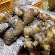 うちわ 囲い生姜 10kg 農薬肥料栽培期間中不使熊本県産 囲い生姜 農薬肥料栽培期間中不使用 露地栽培 熊本県産 クール便