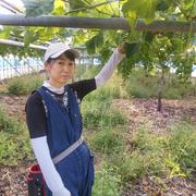 島根県出雲市産シャインマスカット 2房(約500g×2房) | 果物/ぶどう