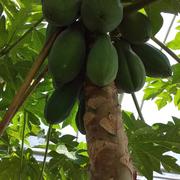 農薬不使用】紫山芋1キロ | 野菜/長いも・山いも 産直アウル 農家から