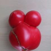 とまとのこいさんのご紹介 | 大津市 | 産直アウル 農家から直接野菜