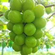 訳あり】岡山県産 粒 シャインマスカット 800g | 果物/ぶどう 産直