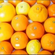 無農薬・ベルガモット1kg | 果物/香酸柑橘(ライム・レモン等) 産直