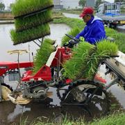【品質保証】玄米 20kg コシヒカリ 米 群馬県産 紙マルチ米 コシヒカリ 米 お米 玄米30kg 30kg×1袋 令和4年産 山形産 白米