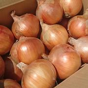 淡路島玉ねぎ 秀品 4.5kg (中生 ターザン) ｜ 野菜/玉ねぎ 産直アウル