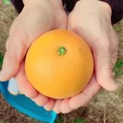 みつみつファームのご紹介 | 紀の川市 | 産直アウル 農家から直接野菜  