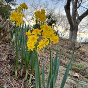 千葉県房総半島産！日本水仙 | 花・植物/花・植物 産直アウル 農家から