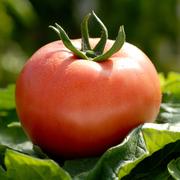 ミニトマト 品種おまかせ 2キロ箱詰 ｜ 野菜/トマト 産直アウル 農家