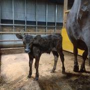 1等米・令和6年 青森県産「まっしぐら」 | 米・穀物/米/精米 産直