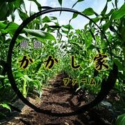 yukiご贈答用はるか5キロ 訳あり】どすこいサイズ「紅はるか」5キロ箱 ｜ 野菜/さつまいも 産直