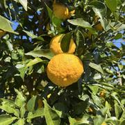 無農薬 ゆず玉 2.5kg | 果物/香酸柑橘(ライム・レモン等) 産直アウル