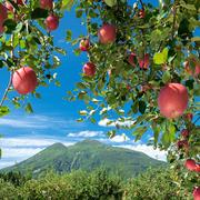 CocoRo♡farm ワッサーのような硬い桃（美郷）12kg CocoRo♡farm ワッサーのような硬い桃（美郷）12kg