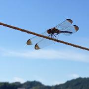 シャキッとほろ苦い！》ふき『秋田ふき』 | 野菜/山菜 産直アウル 農家