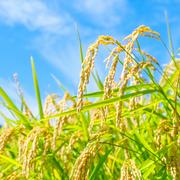 無農薬・無化学肥料で育てたコシヒカリ【玄米】（20kg） | 米