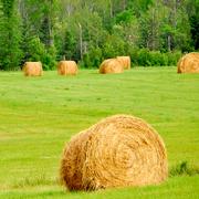 ショウゲンジ500g | 野菜/きのこ 産直アウル 農家から直接野菜などの
