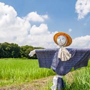 ショウゲンジ500g | 野菜/きのこ 産直アウル 農家から直接野菜などの