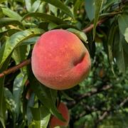 桃 3kg 専用　小さい希少桃 ひめこなつ 個数は変動 家庭用 hanahirobaonline_momo-