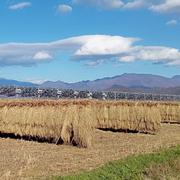 天日干し】無農薬・無化学肥料で育てたコシヒカリ玄米（10kg） ｜ 米