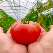 完熟とまと 完熟とまとの新井園（埼玉県・飯能市）｜生産者詳細｜産直アウル